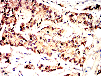 AGO2 Antibody