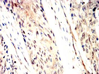 AGO2 Antibody