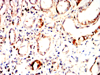 AGO2 Antibody