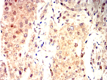 AGO2 Antibody