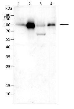 AGO2 Antibody