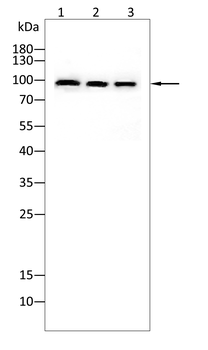 AGO2 Antibody