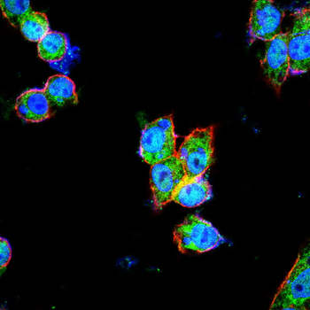 HIF1A Antibody