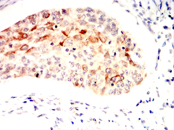 HIF1A Antibody