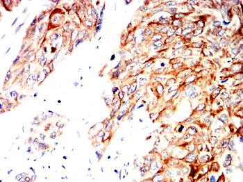 HIF1A Antibody