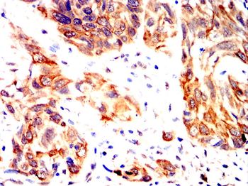 HIF1A Antibody