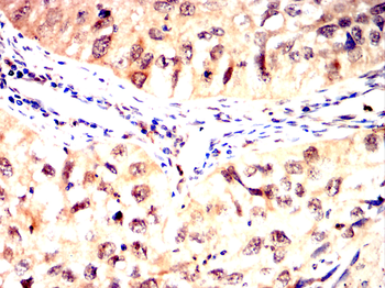 HIF1A Antibody