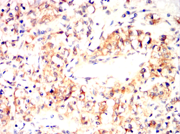 HIF1A Antibody