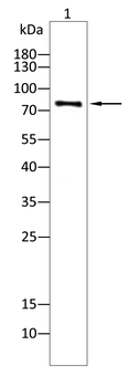 ATF6 Antibody