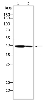 ATF4 Antibody