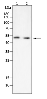 PTEN Antibody