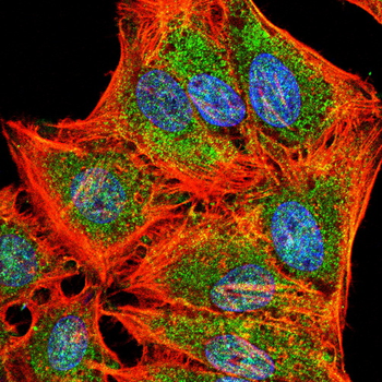 VEGFA Antibody