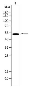 SLC2A1 Antibody
