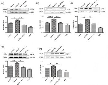 SLC2A1 Antibody