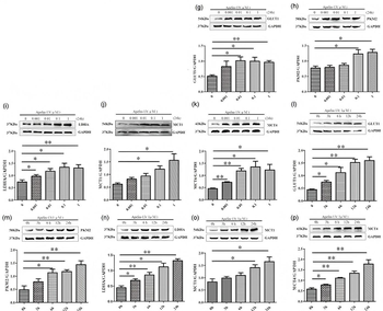 SLC2A1 Antibody
