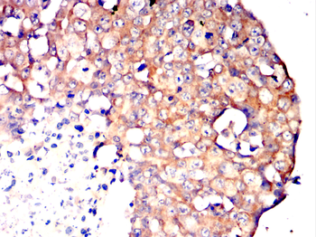 SLC2A1 Antibody