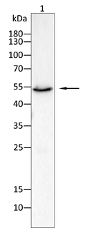 SLC2A1 Antibody
