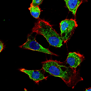 LYVE1 Antibody