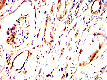 LYVE1 Antibody
