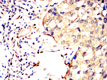LYVE1 Antibody
