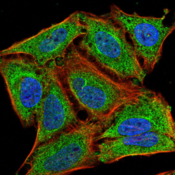 CCR7 Antibody