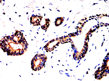 CCR7 Antibody
