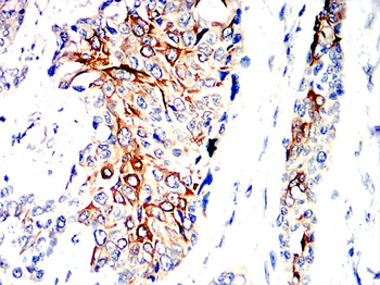 CCR7 Antibody