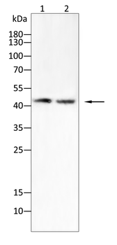 CCR7 Antibody