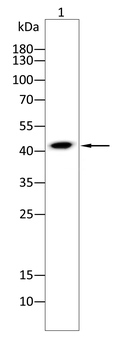 CCR7 Antibody