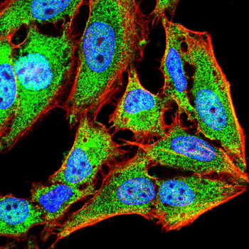 F3 Antibody
