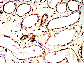 S100A4 Antibody