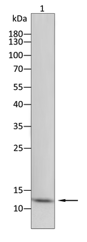 S100A4 Antibody