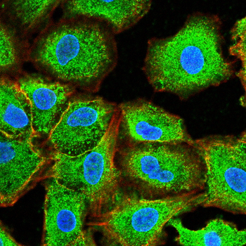 SLC2A3 Antibody