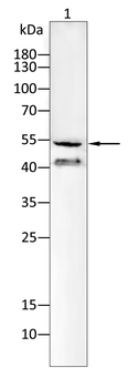 SLC2A3 Antibody