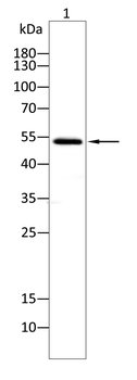 SLC2A3 Antibody