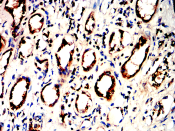LEPR Antibody