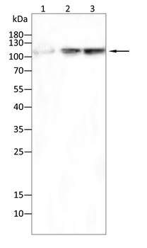 MERTK Antibody