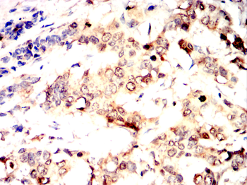 H4C1 Antibody