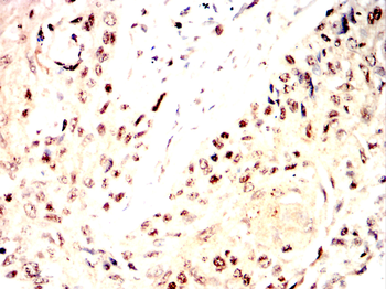 H4C1 Antibody