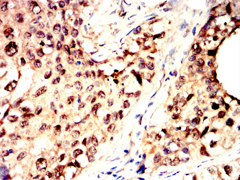 H4C1 Antibody