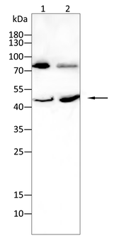 TXNIP Antibody