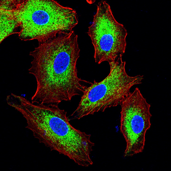 CANX Antibody