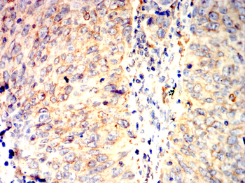 CANX Antibody
