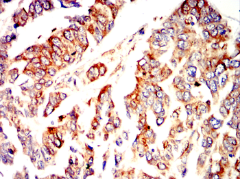 CANX Antibody