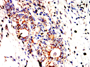 CANX Antibody