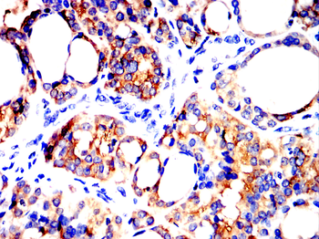 CANX Antibody