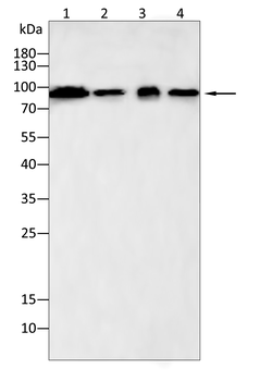CANX Antibody