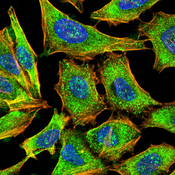 AIFM1 Antibody