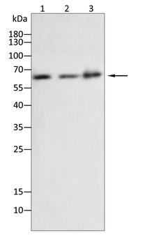 AIFM1 Antibody