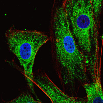 DPP4 Antibody